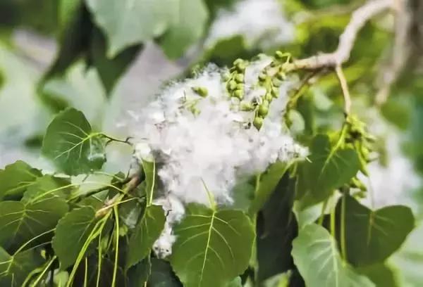 妩媚飞花碎